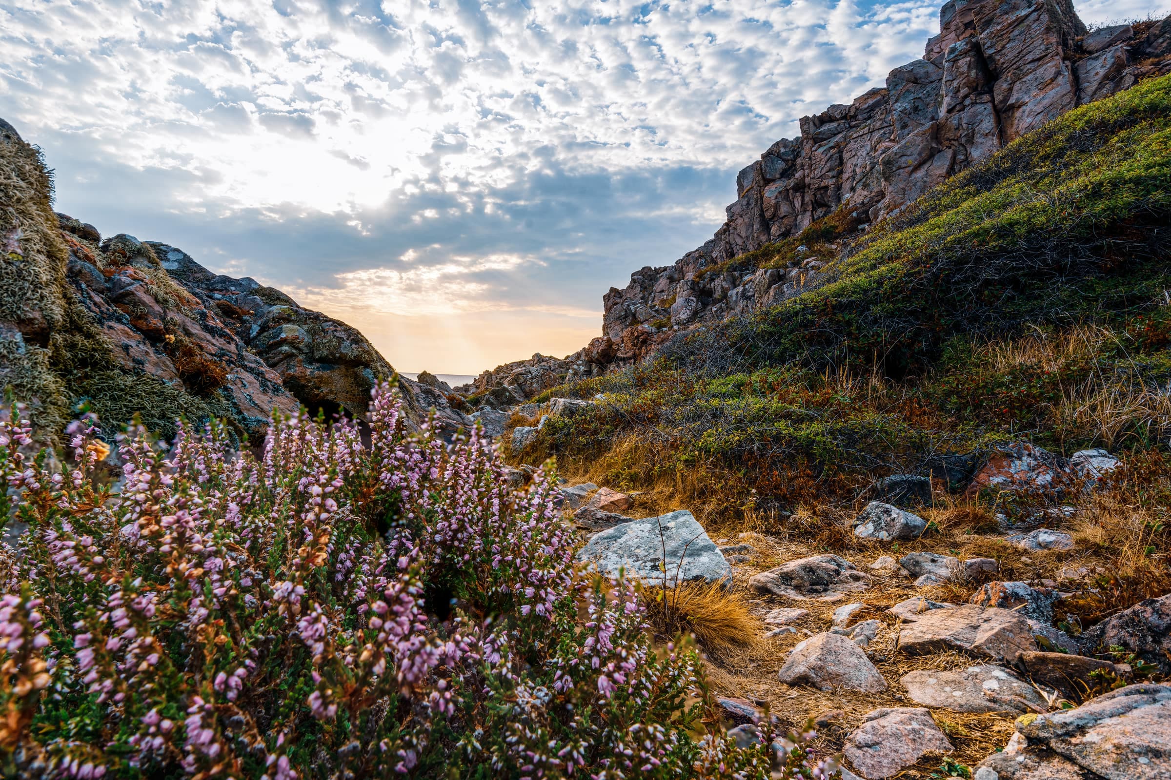 Heather and rocky cliffs at sunset in Kullaberg nature reserve